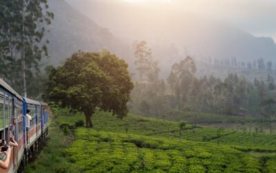 Zoom sur notre voyage 👀: Merveilles du Sri Lanka 🐅